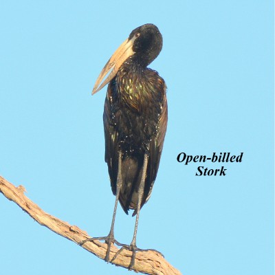 Open-billed Stork